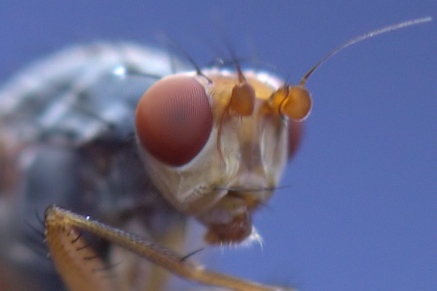 Kopf einer Fliege