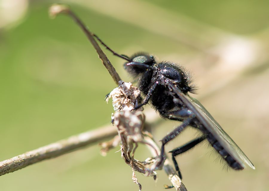 Märzfliege