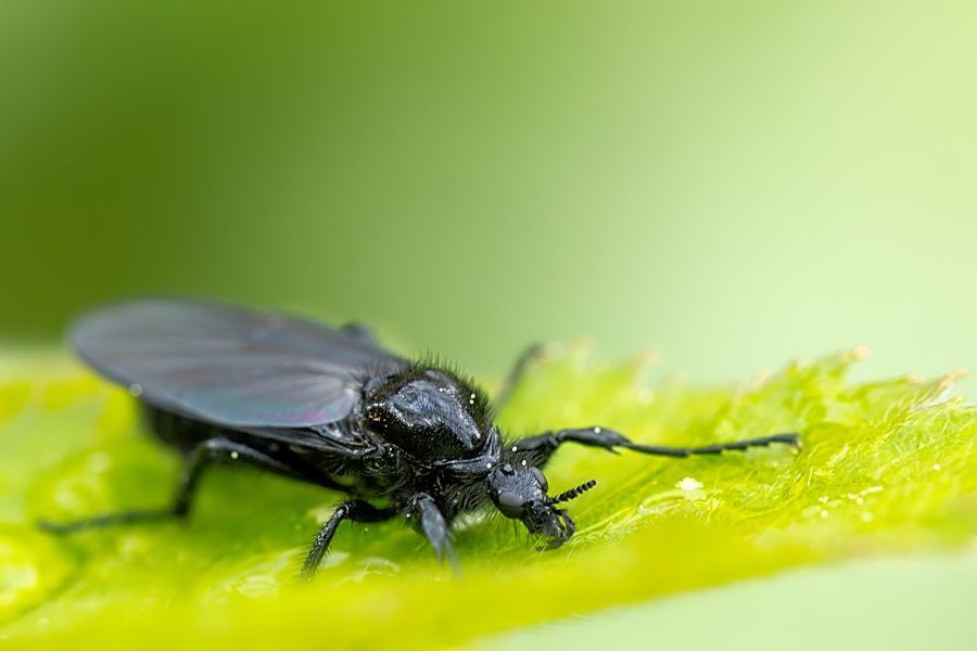 Märzfliege
