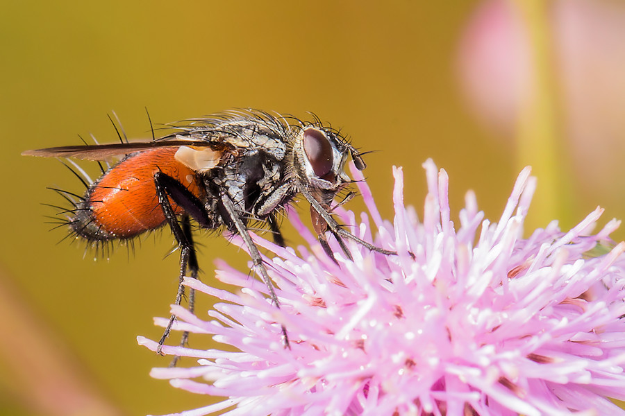 Rotgefleckte Raupenfliege