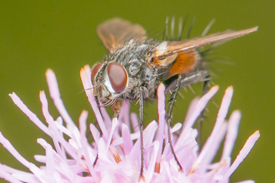 Rotgefleckte Raupenfliege