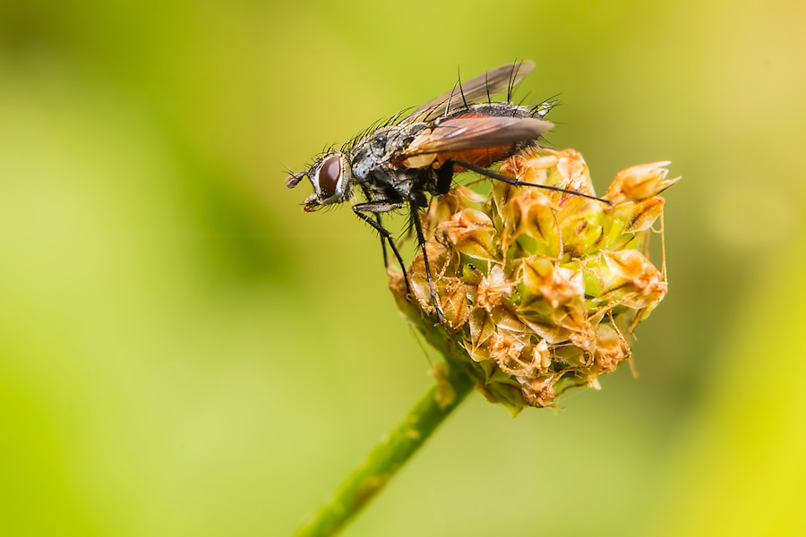 Rotgefleckte Raupenfliege