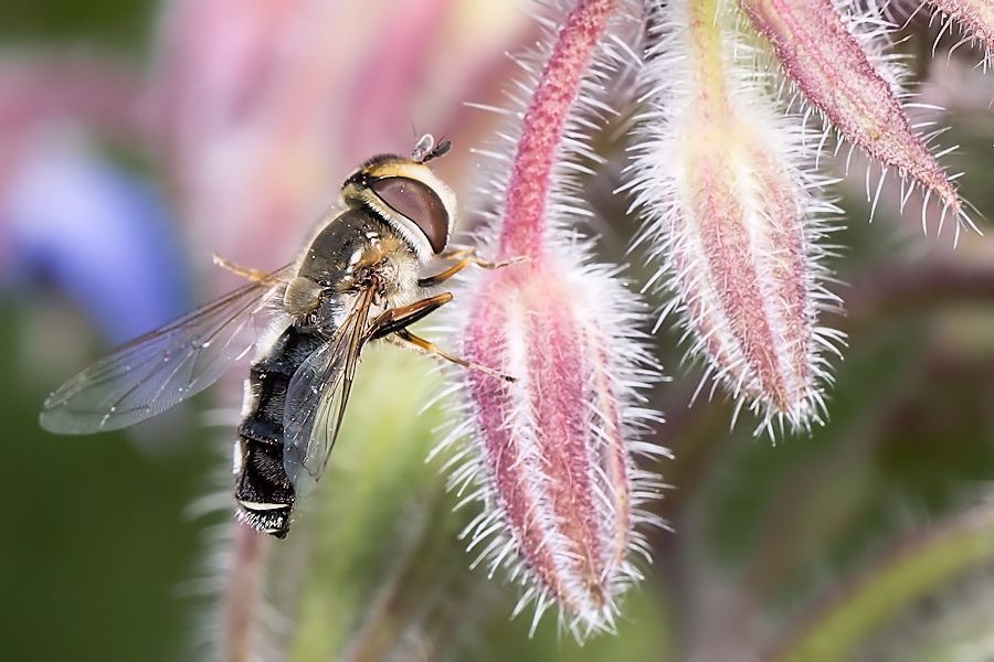 Schebefliege