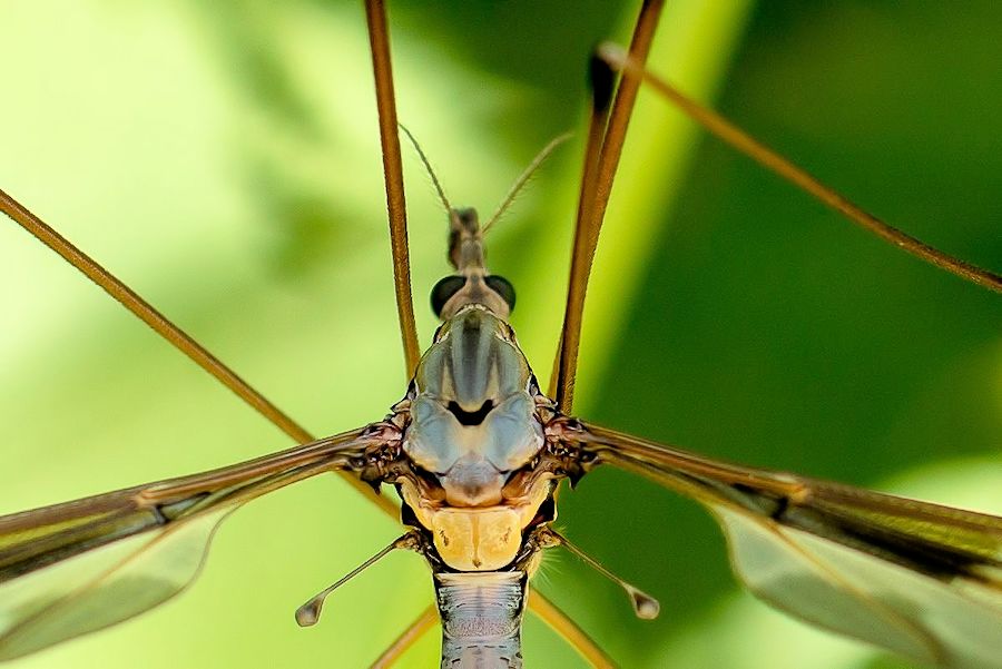 Schnake