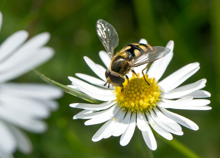 Schwebefliege