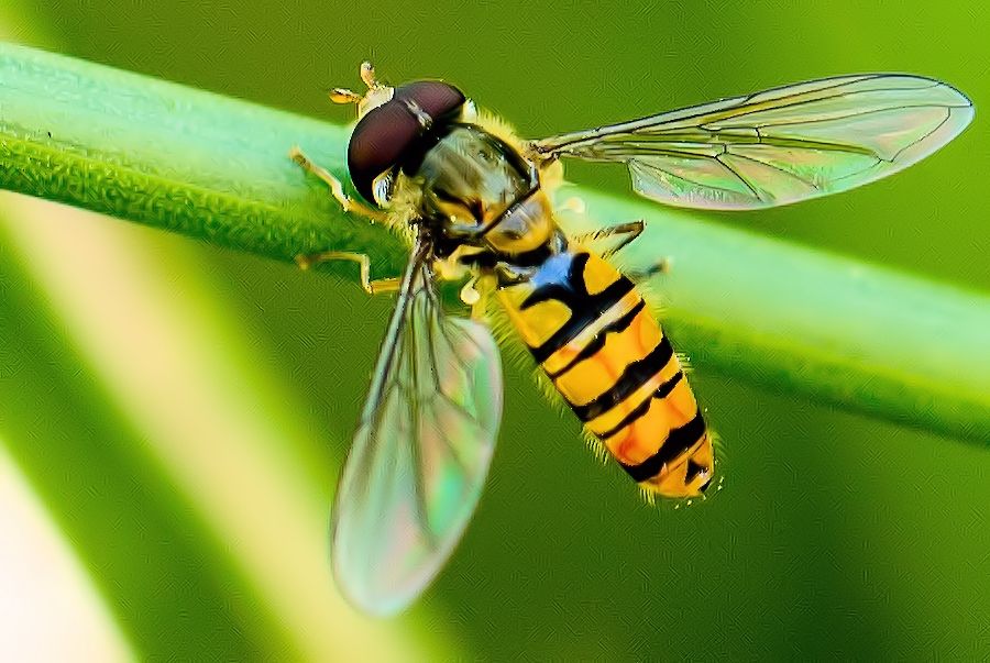 Schwebefliege