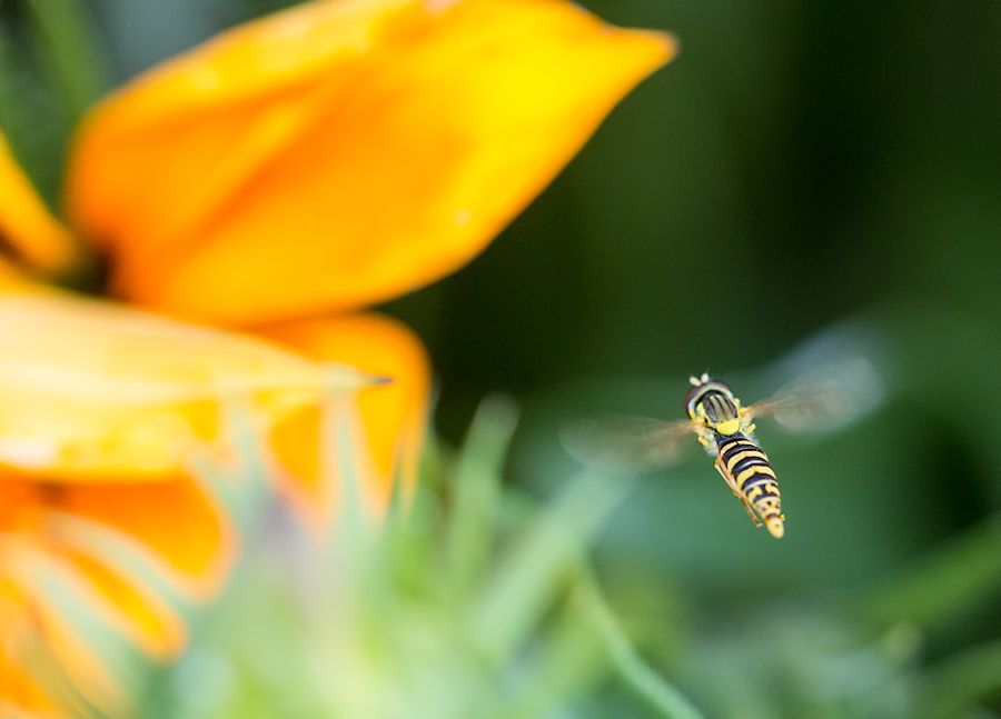 Schwebefliege