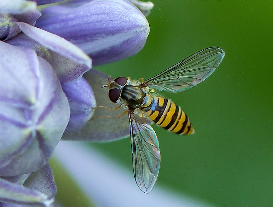 Schwebefliege
