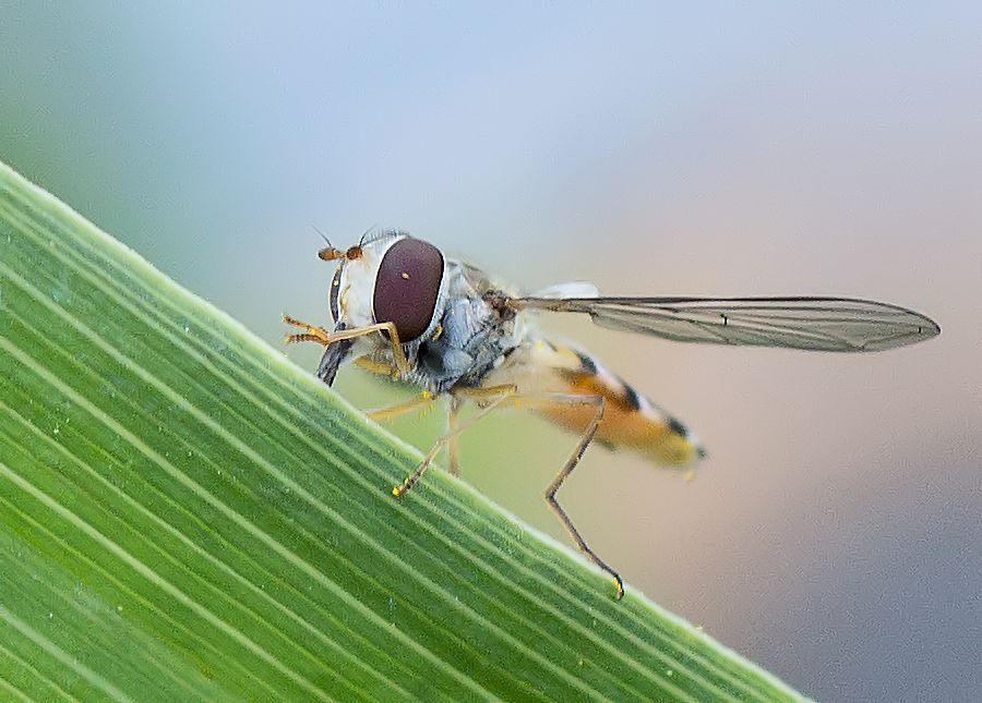 Schwebefliege