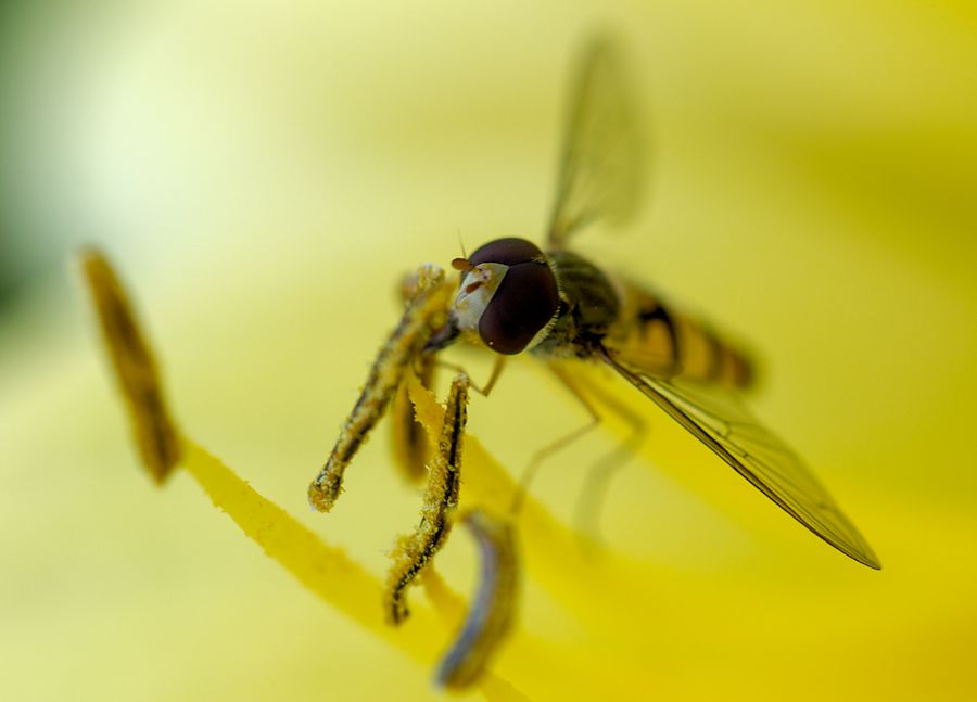 Schwebefliege