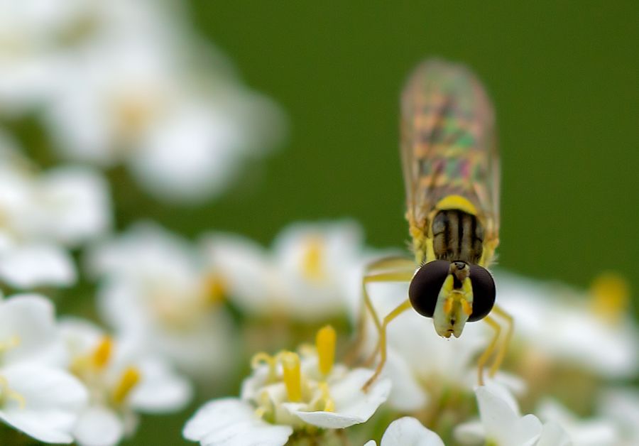 Schwebefliege