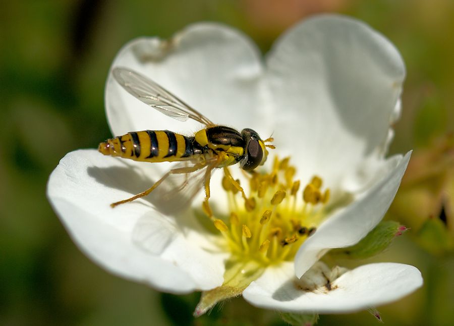 Schwebefliege