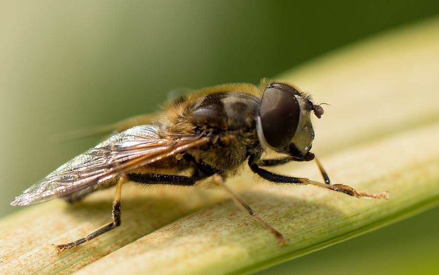 Schwebefliege