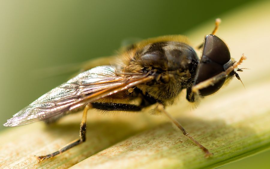 Schwebefliege