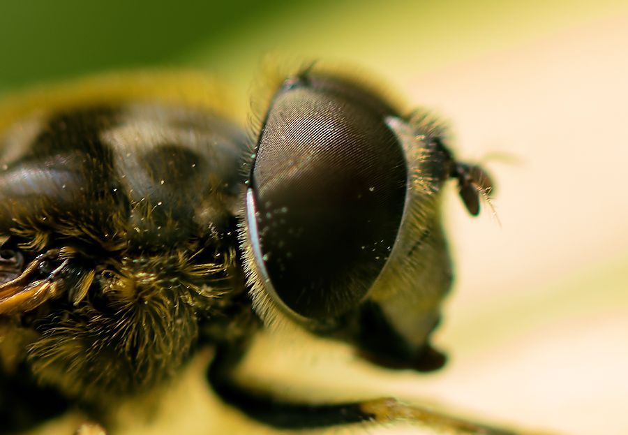 Schwebefliege