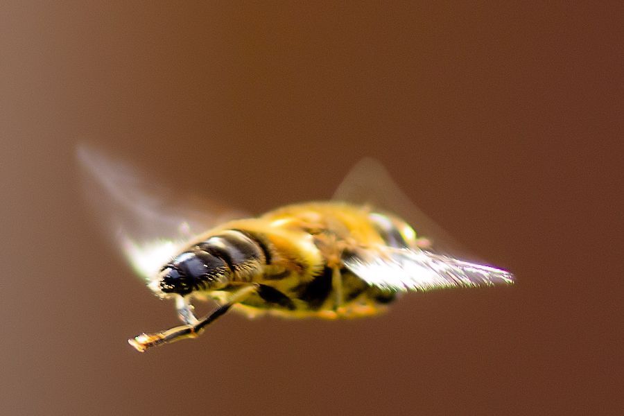 Schwebefliege