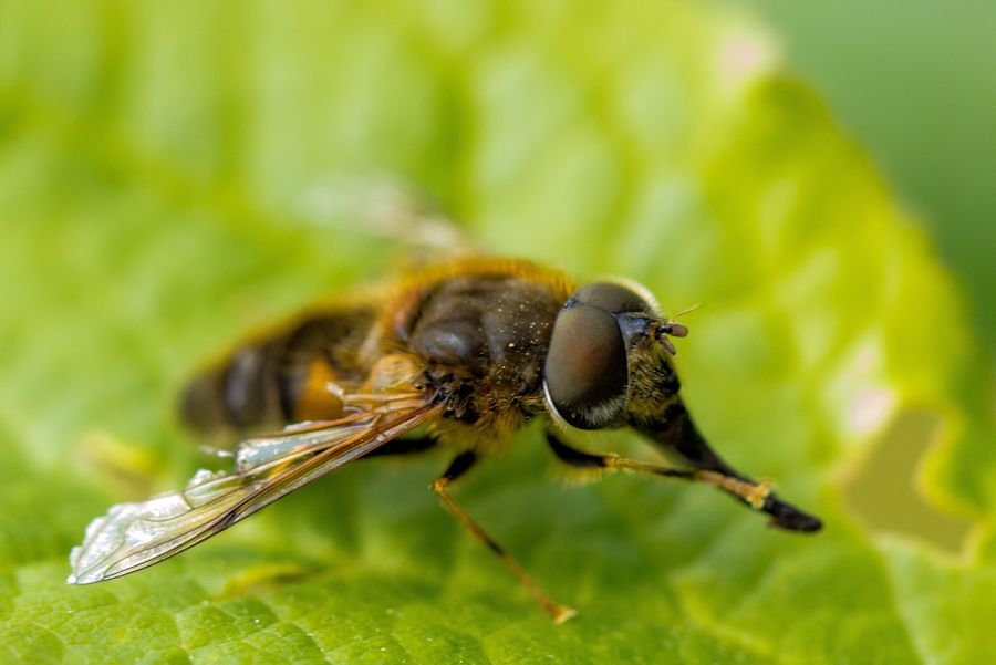 Schwebefliege
