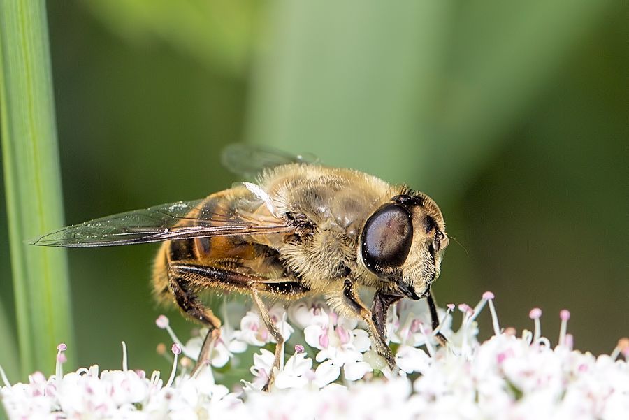 Schwebefliege