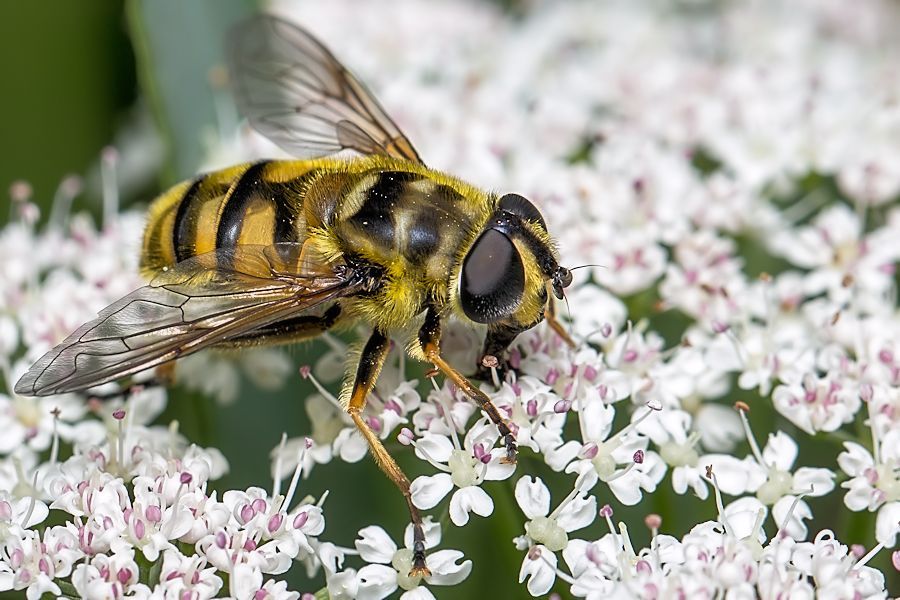 Schwebefliege