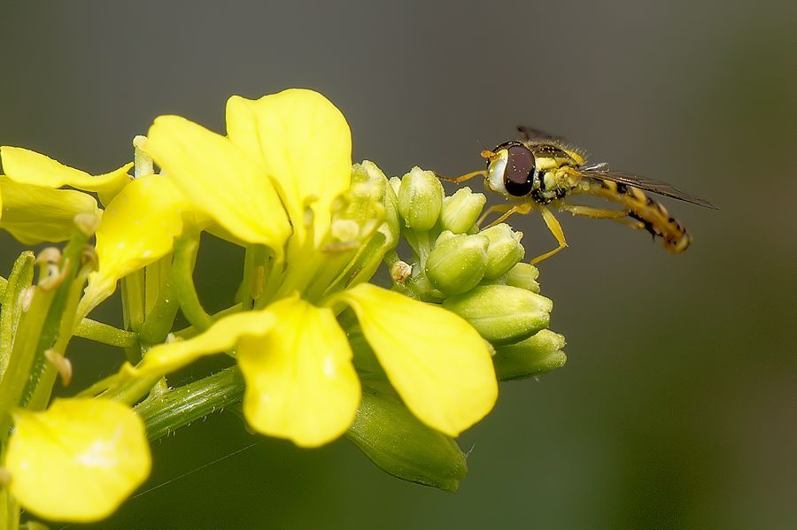 Schwebefliege