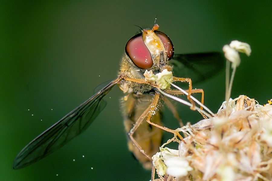 Schwebefliege