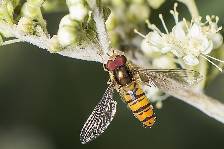 Schwebefliege