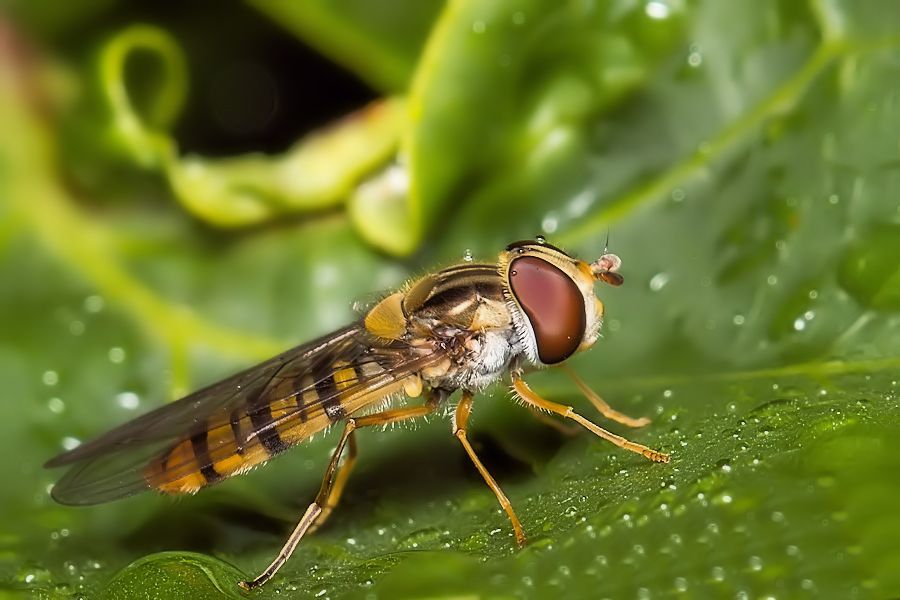 Schwebefliege