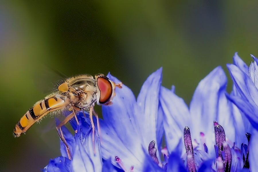 Schwebefliege