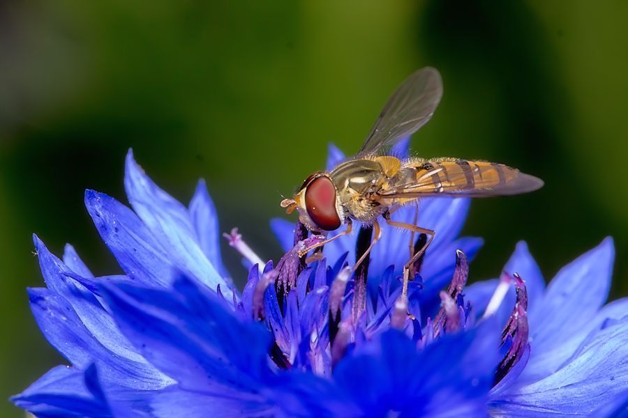 Schwebefliege