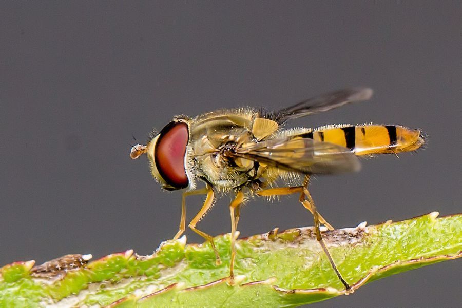 Schwebefliege