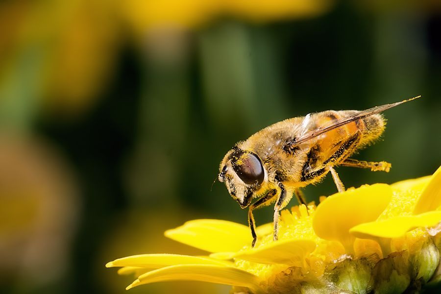 Schwebefliege