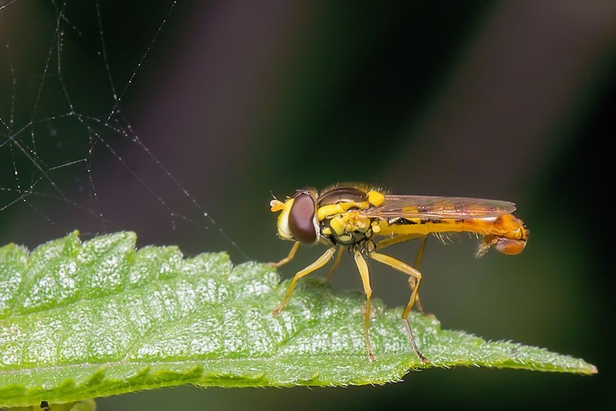 Schwebefliege