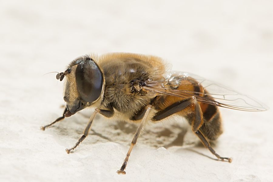 Schwebefliege