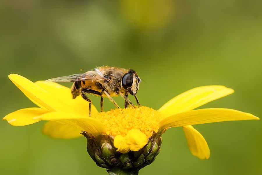 Schwebefliege