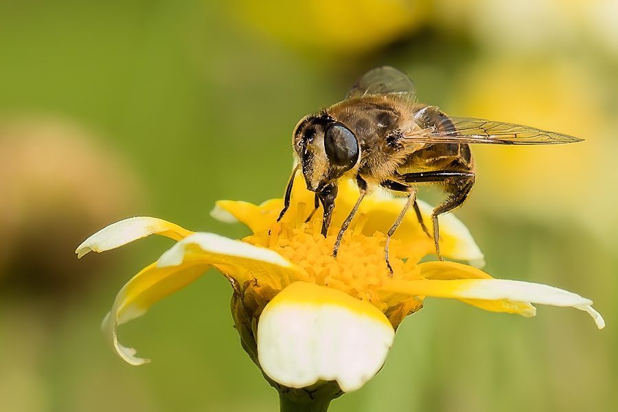 Schwebefliege
