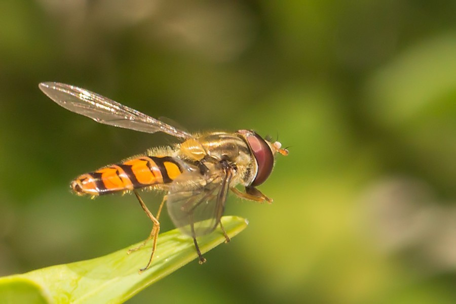 Schwebefliege