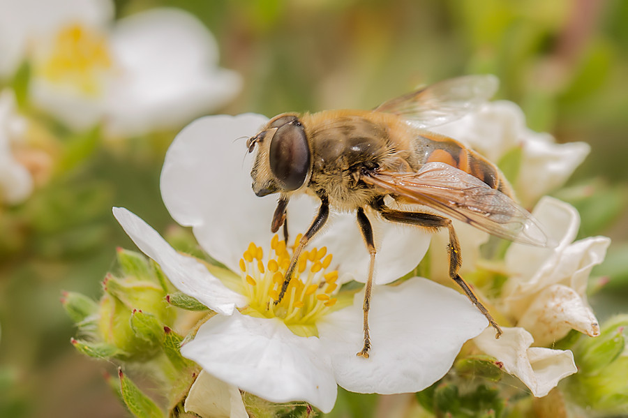 Schwebefliege