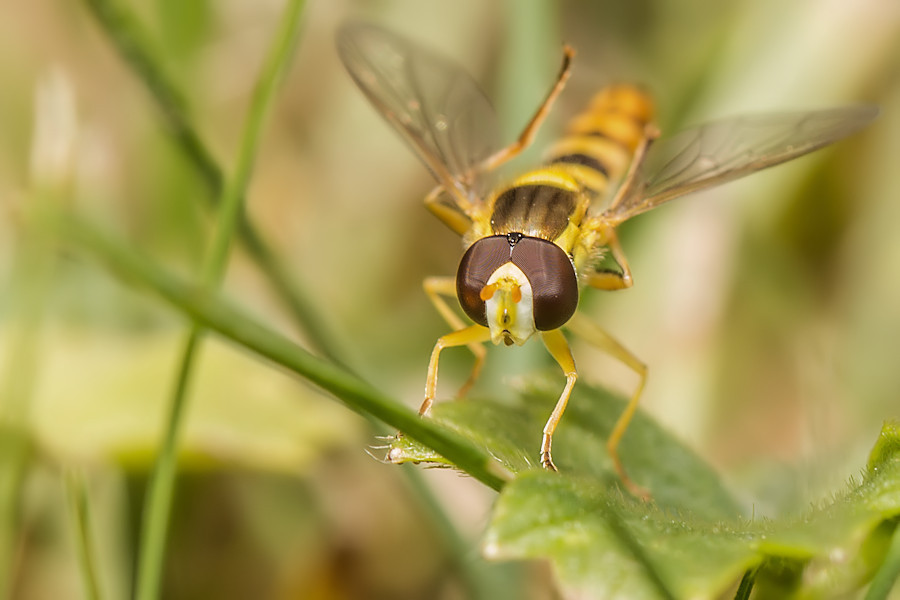 Schwebefliege