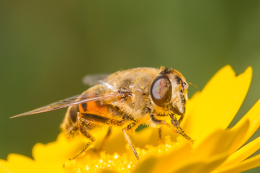 Schwebefliege