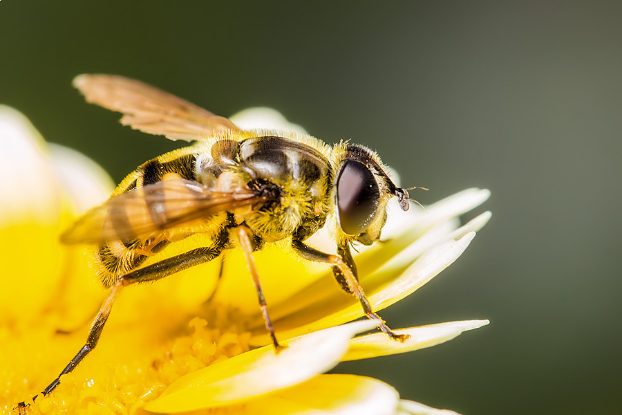 Schwebefliege