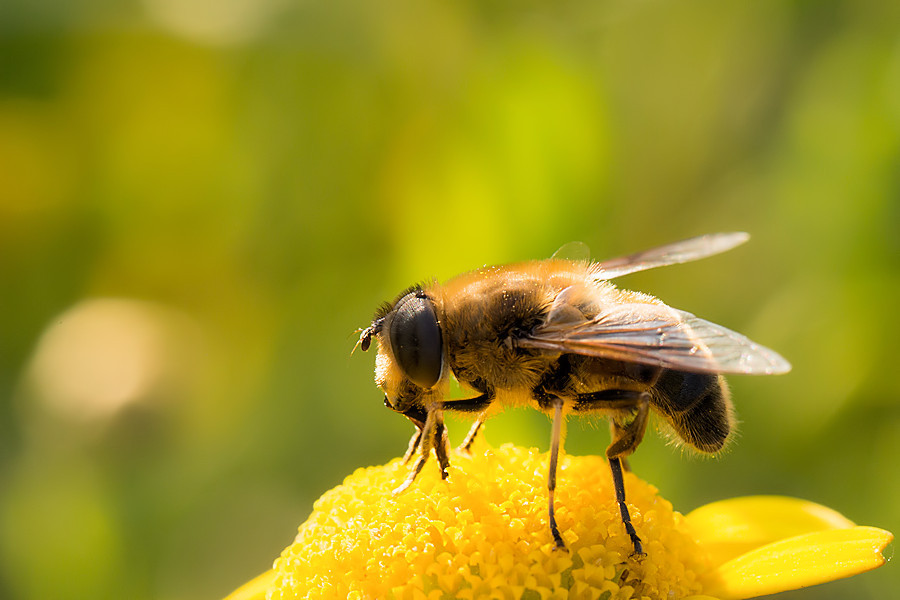 Schwebefliege
