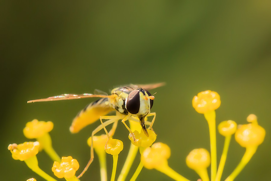 Schwebefliege