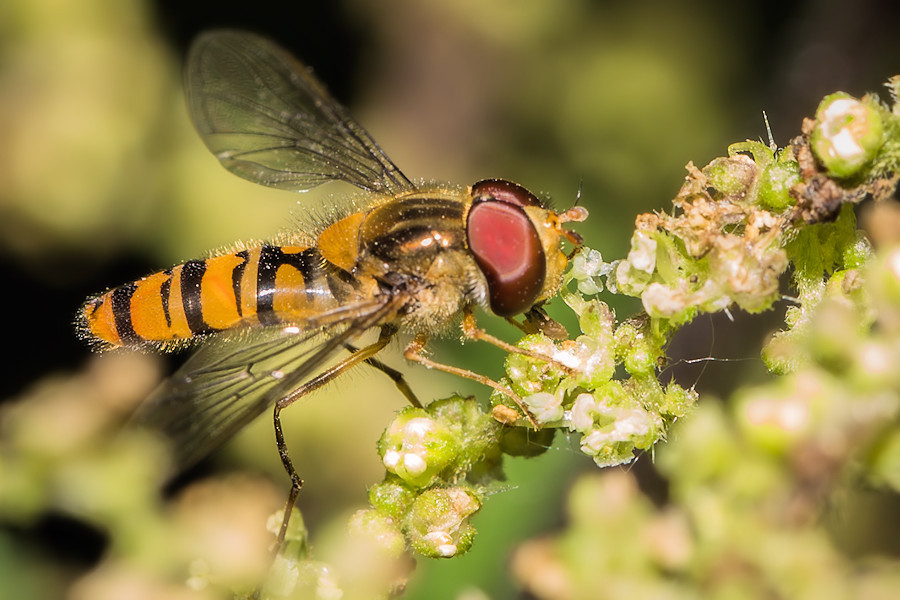 Schwebefliege