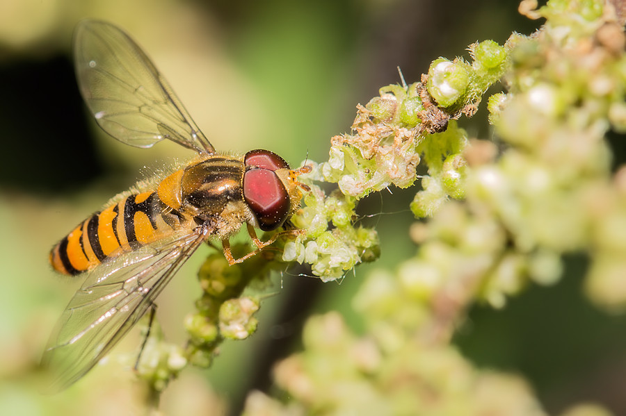 Schwebefliege