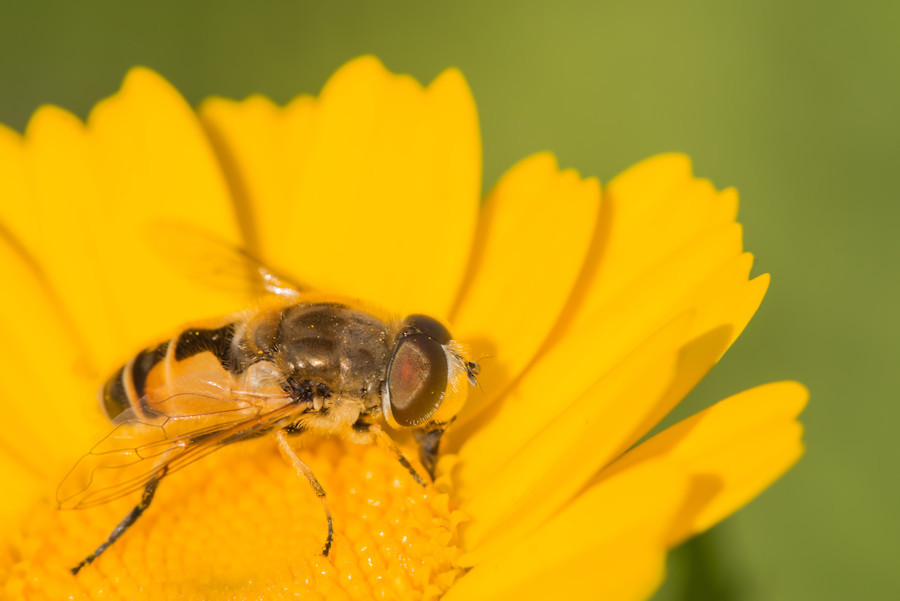 Schwebefliege