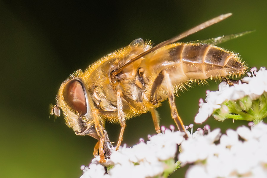 Schwebefliege