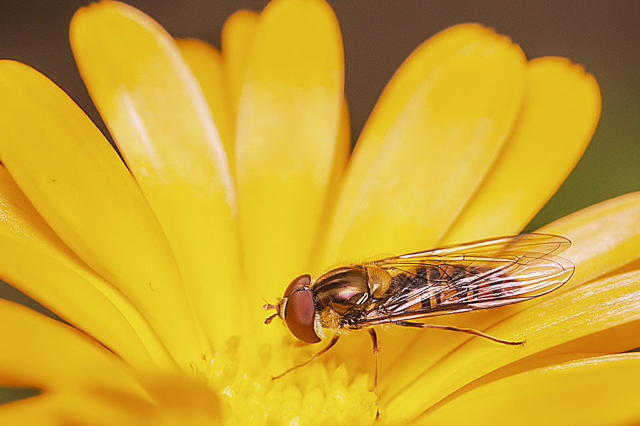 Schwebefliege