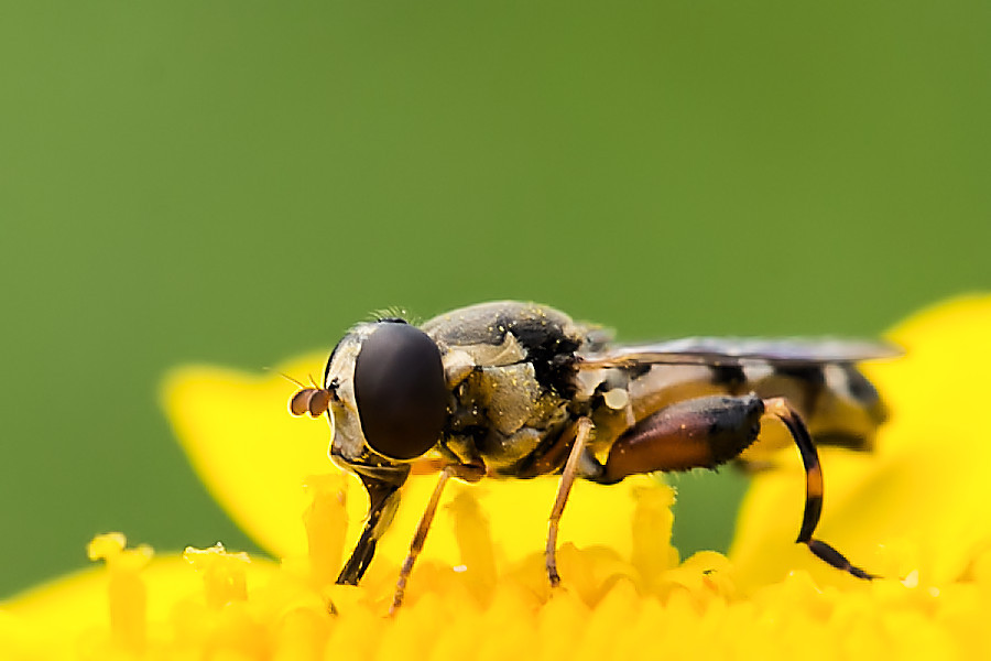 Schwebefliege