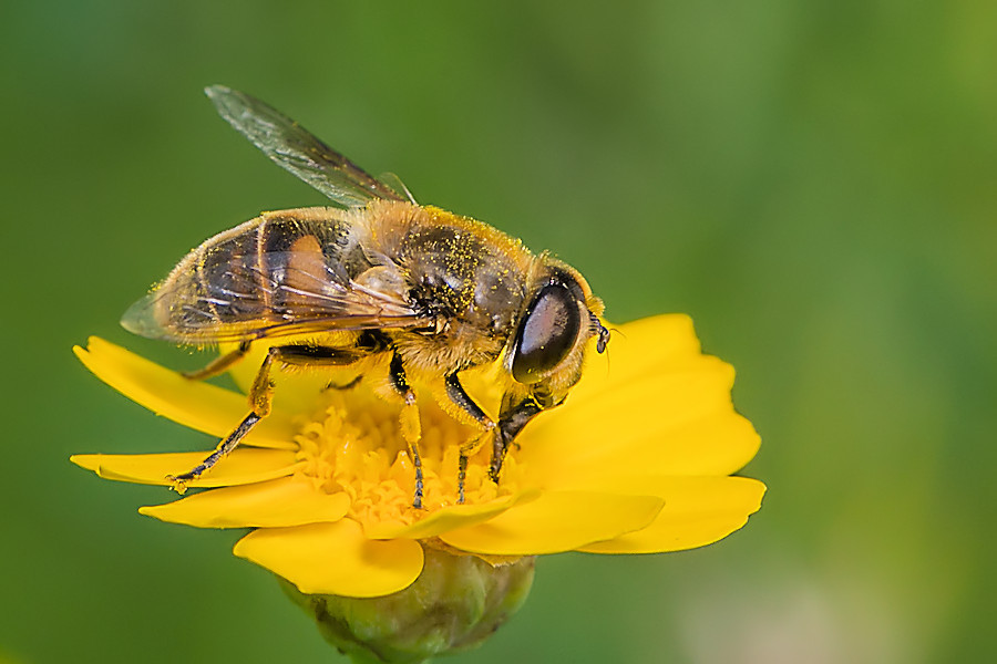 Schwebefliege