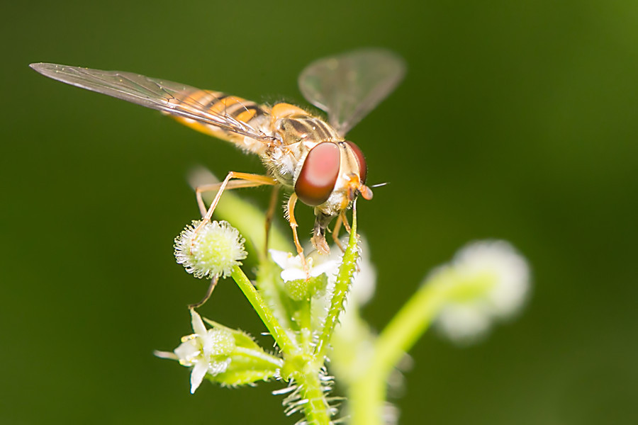 Schwebefliege